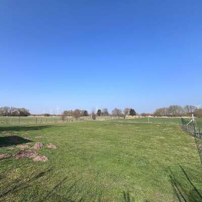 Hundetreffen-Treffen für mittelgroße Hunde-Bild