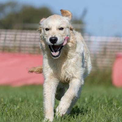 Hundetreffen-Treffen für große Hunde-Bild