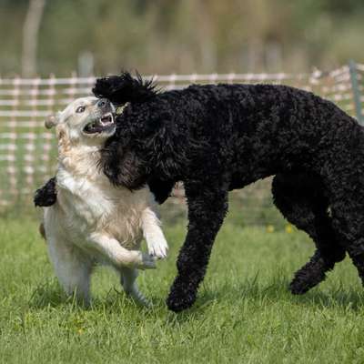 Hundetreffen-Treffen für große Hunde-Bild