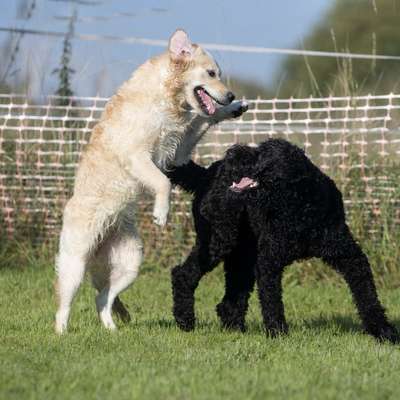 Hundetreffen-Treffen für große Hunde-Bild