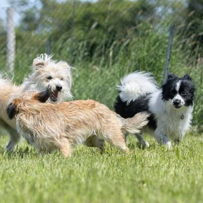 Hundetreffen-Treffen für mittelgroße Hunde-Bild