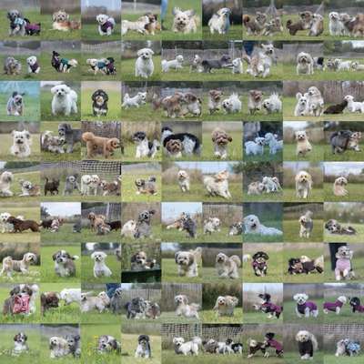 Hundetreffen-Dreyer Zwergentreff-Bild