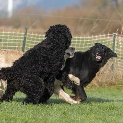 Hundetreffen-Treffen für große Hunde-Bild