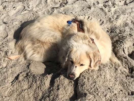 Unsere Fellnasen im Regenbogenland-Beitrag-Bild