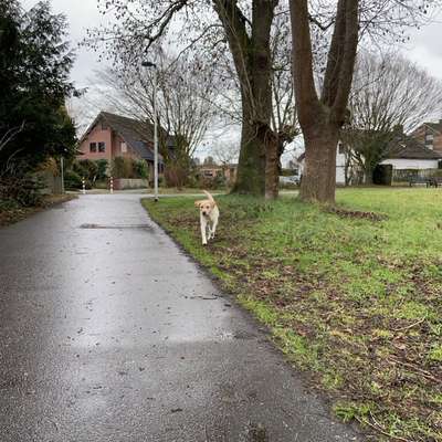 Impulskontrollübung 67: Laufbilder mit dem Hund 📸-Beitrag-Bild