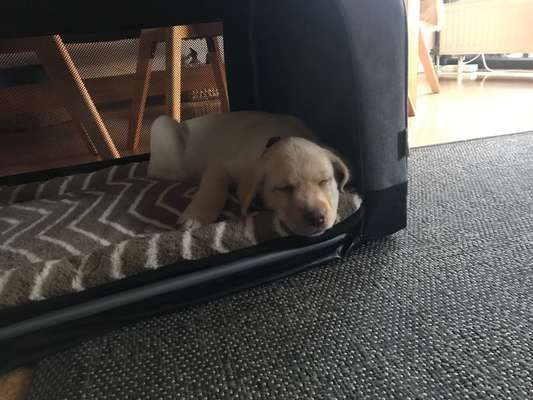 Welpen Bilder !-Beitrag-Bild