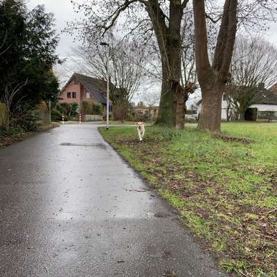Impulskontrollübung 67: Laufbilder mit dem Hund 📸-Beitrag-Bild