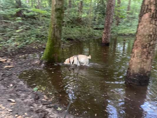 Foto -Challenge  Thema : Dein Hund Im Wald-Beitrag-Bild