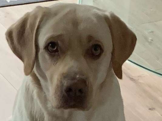 Dogorama Photo Challenge - Portrait-Beitrag-Bild