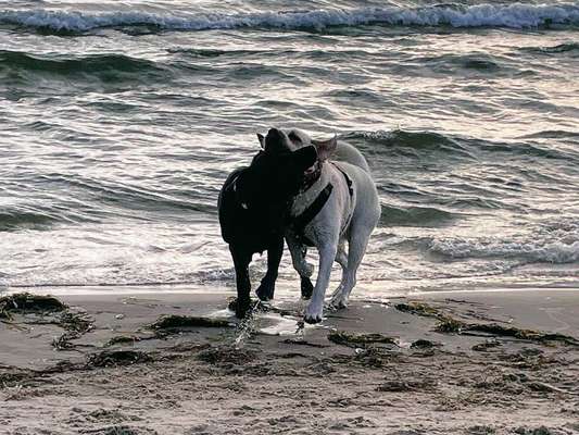 Fotowettbewerb : Hundekommunikation-Beitrag-Bild