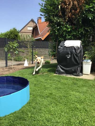 Fotosammlung: ,,Der natürliche Hund" Unbearbeitet, ungestellt und in Natura-Beitrag-Bild