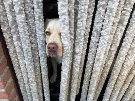 Dogorama Photo Challenge - Durchblick-Beitrag-Bild