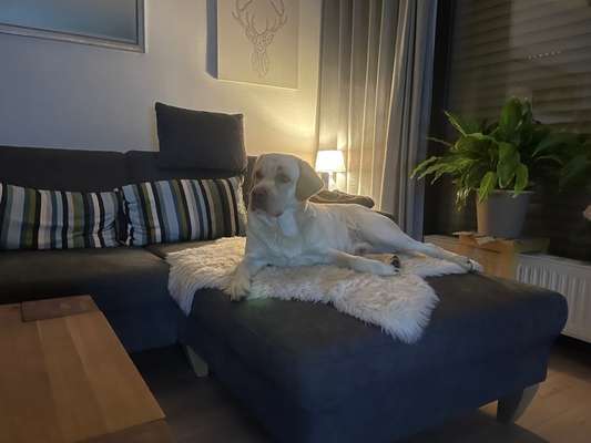 Dogorama Photo Challenge - Licht-Beitrag-Bild