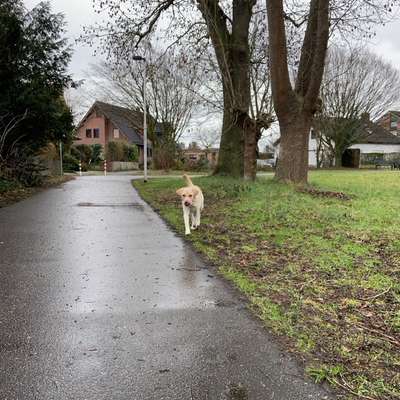 Impulskontrollübung 67: Laufbilder mit dem Hund 📸-Beitrag-Bild
