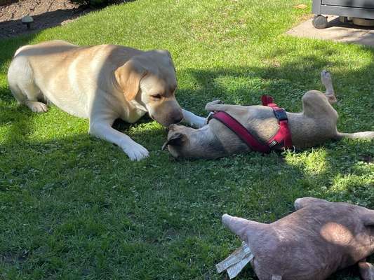 63. Handyfotochallenge   * Nase dran ! *-Beitrag-Bild