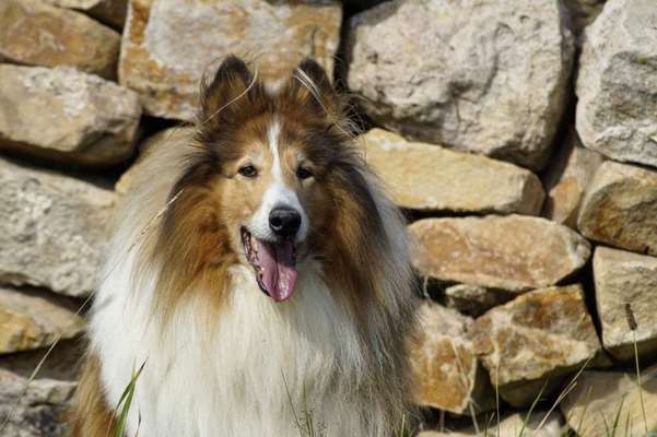 Collies gesucht-Beitrag-Bild