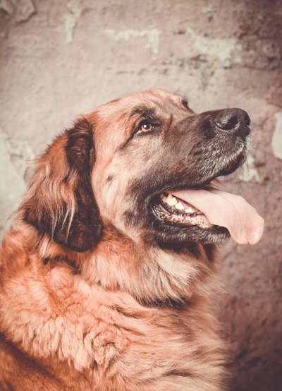 Leonberger-Beitrag-Bild