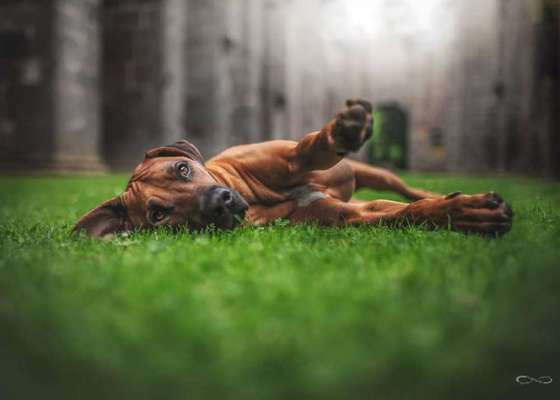 Rhodesian Ridgeback-Beitrag-Bild