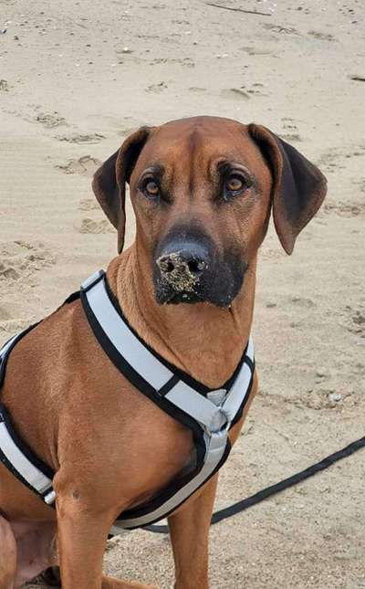 Rhodesian Ridgeback-Beitrag-Bild