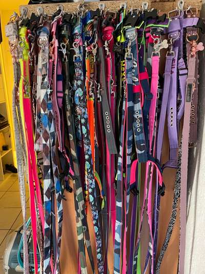 Wieviel Geschirre und Leinen habt Ihr?-Beitrag-Bild