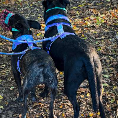 Hundetreffen-Social Walk-Bild