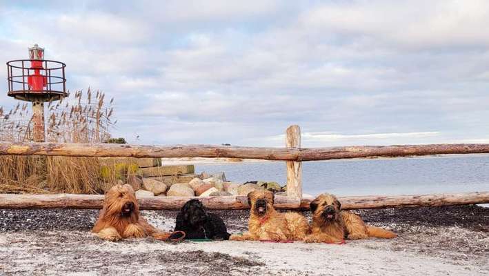 Briard  Freunde gesucht-Beitrag-Bild