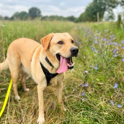 Hundetreffen-Gassi/Spiel Partner gesucht-Bild