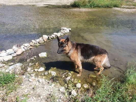 Hundetreffen-Suchen Spielgefährten-Bild