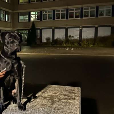 Hundetreffen-Cane Corso Treffen Dortmund-Profilbild
