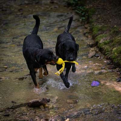 Hundetreffen-Hunde Spieltreffen-Bild