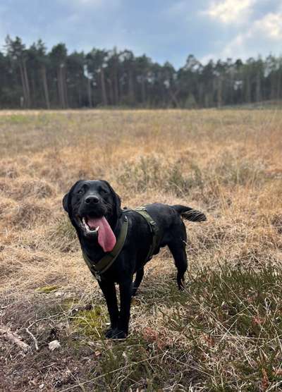 Hundetreffen-Spielkamerad gesucht :)-Bild