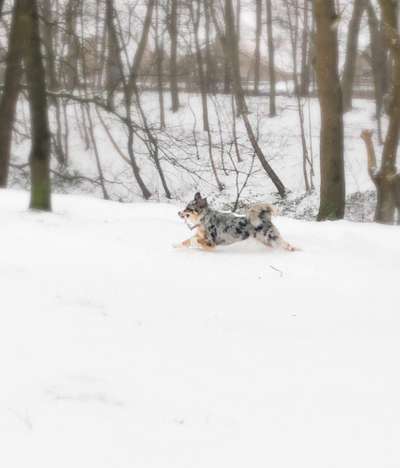 Hundeauslaufgebiet-Heide-Bild