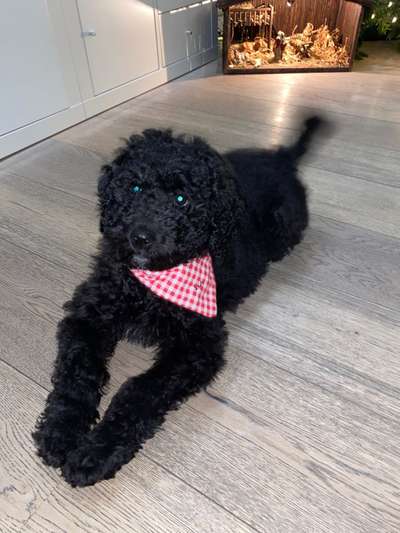 Welpen Bilder !-Beitrag-Bild