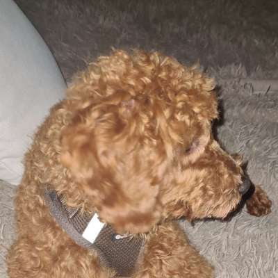 Hundetreffen-Zwergpudel mag mit anderen kleinen Hunden spielen! Wer macht mit...?