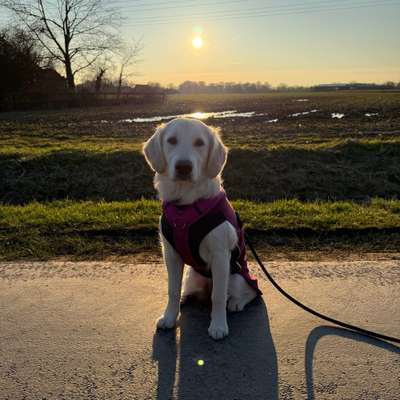 Hundetreffen-Gassi gehen, Playdate-Bild