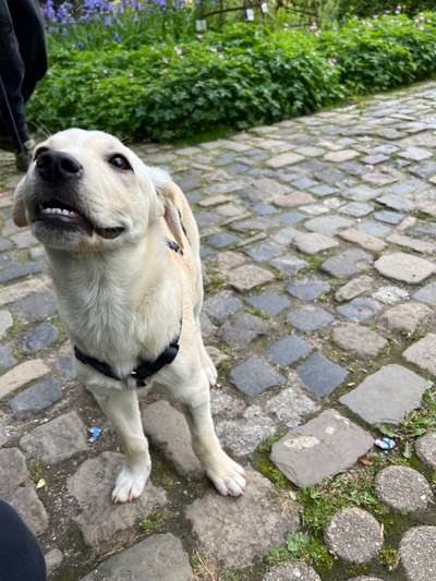 Auslandstierschutz-Beitrag-Bild