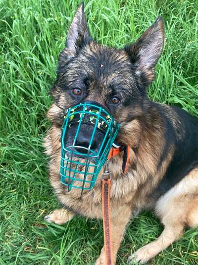 Hundetreffen-Motzkopf sucht Motzkopf-Bild