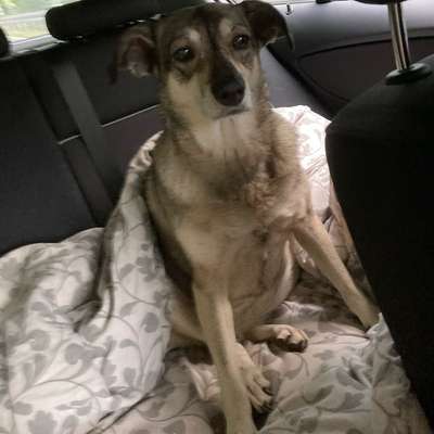 Hundetreffen-Liebe,ältere Hündin sucht vielfältige Kontakte-Bild