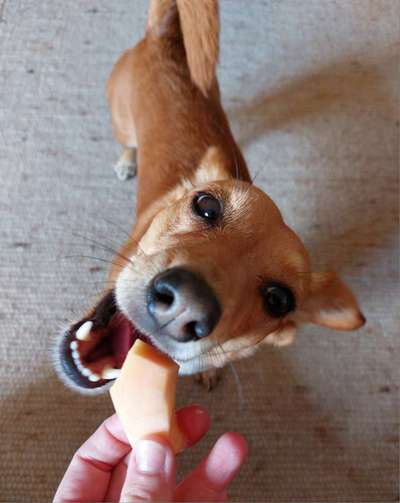 Zeigt her Eure Futternäpfe-Beitrag-Bild