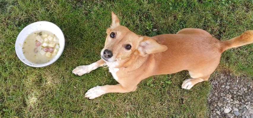 Zeigt her Eure Futternäpfe-Beitrag-Bild