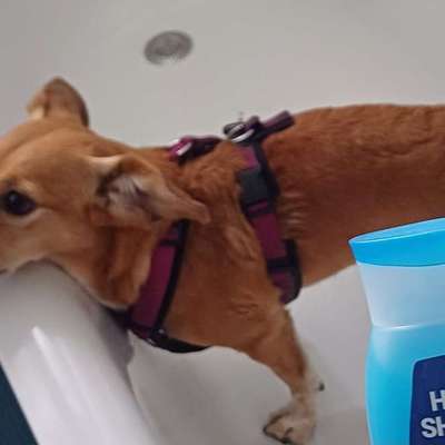 Halsband Zuhause tragen?-Beitrag-Bild