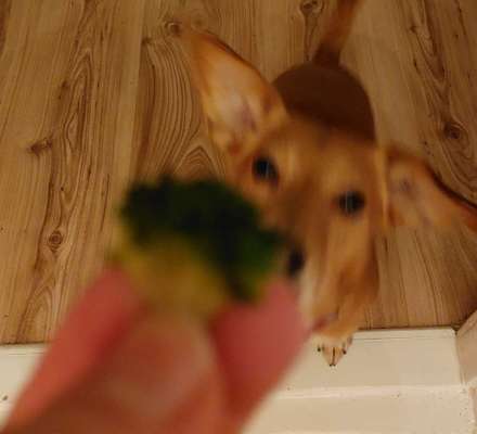 Zeigt her Eure Futternäpfe-Beitrag-Bild