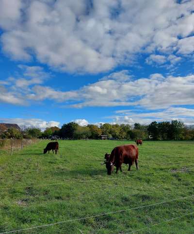 Die wunderschöne Welt mit Hund.-Beitrag-Bild