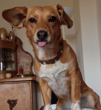 Tongue Out Tuesday-Beitrag-Bild