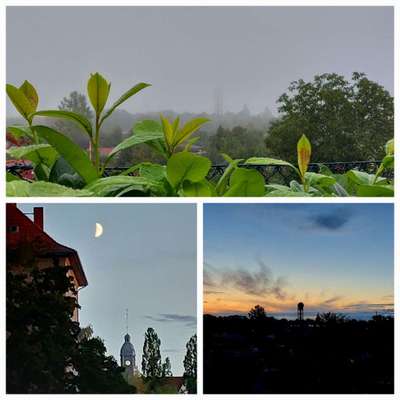 Die wunderschöne Welt mit Hund.-Beitrag-Bild