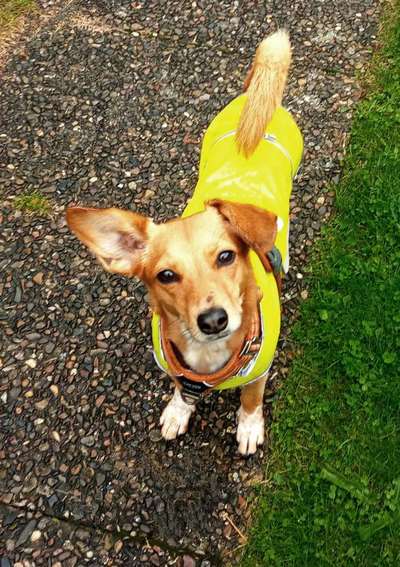 Blinkende Leuchthalsbänder, schädlich für Mensch und Hund-Beitrag-Bild