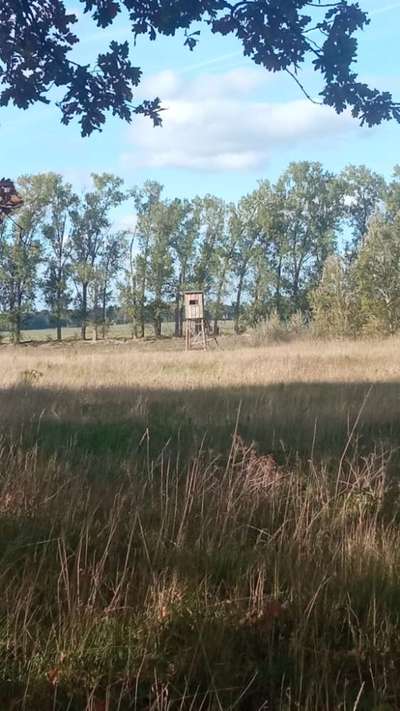 Die wunderschöne Welt mit Hund.-Beitrag-Bild