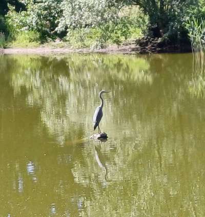 Die wunderschöne Welt mit Hund.-Beitrag-Bild