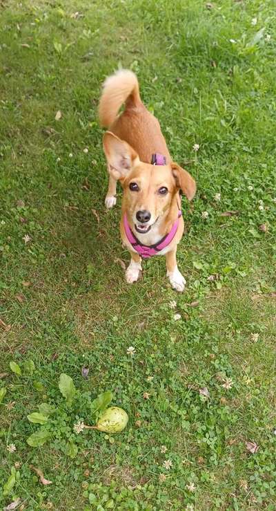 Unsere Fellnasen-Vielfalt im Überblick!-Beitrag-Bild