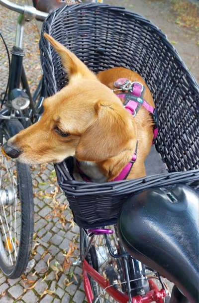 Wie groß darf ein Hund für den Fahrradkorb sein?-Beitrag-Bild